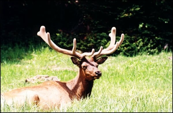 AR07-elk2003