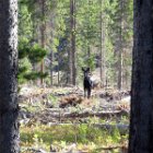 AR15-IMG 0755