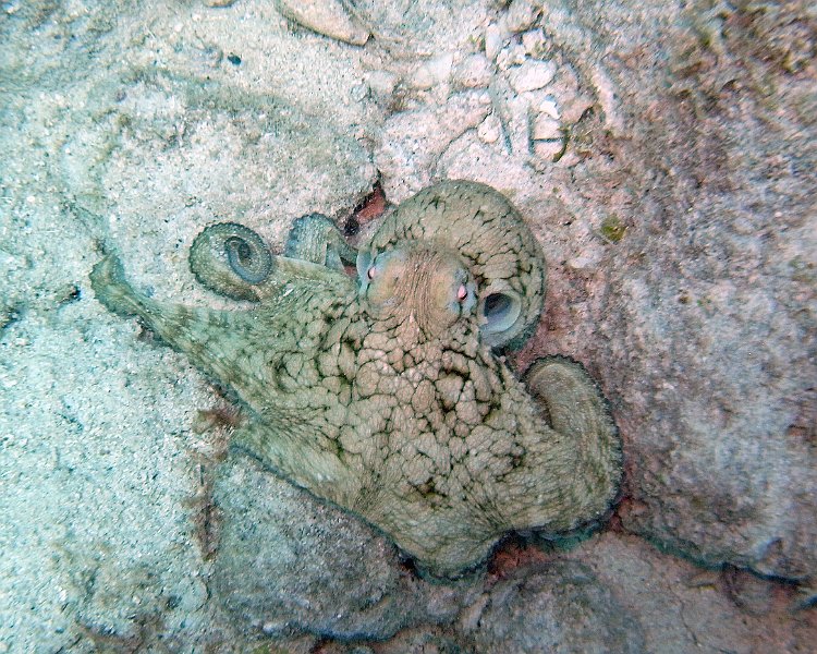 M0013217