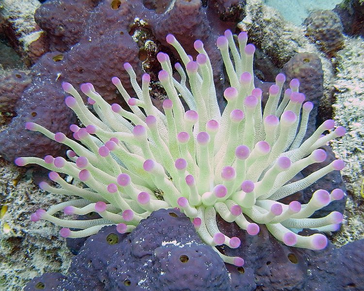 M0012931