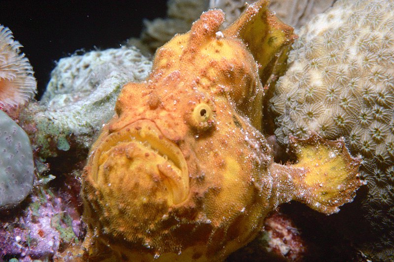 UWBN06-Frogfish