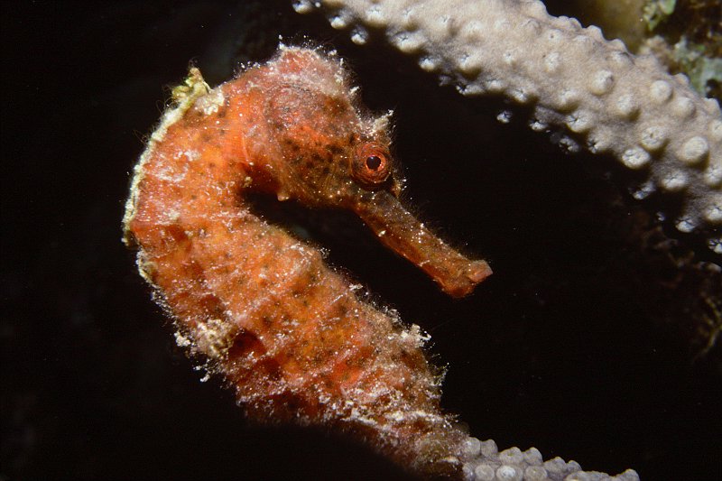 UWBN06-Seahorse