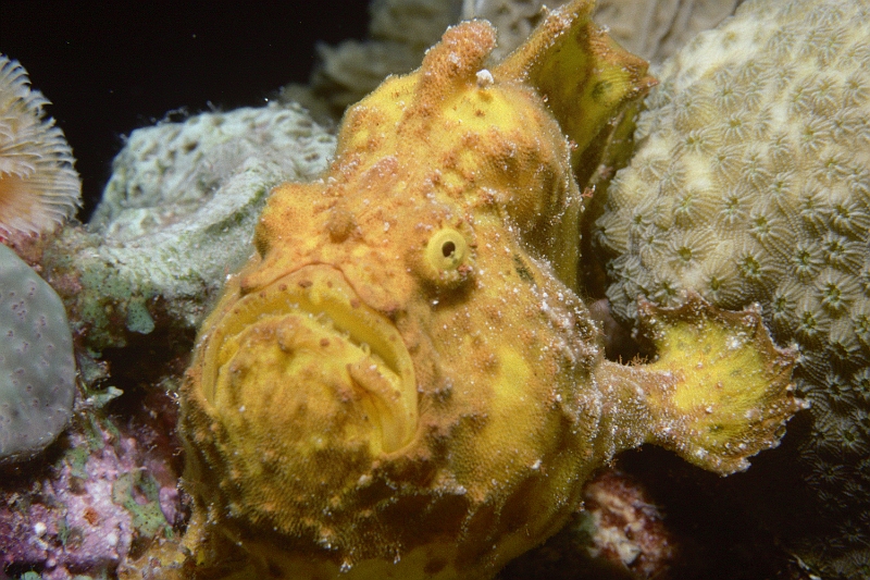 UWBN06-Frogfish