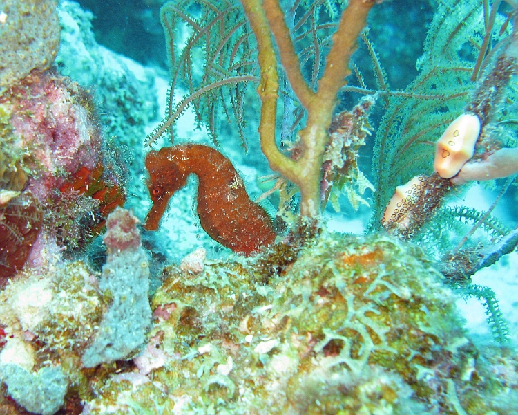 UWBN09-Seahorse