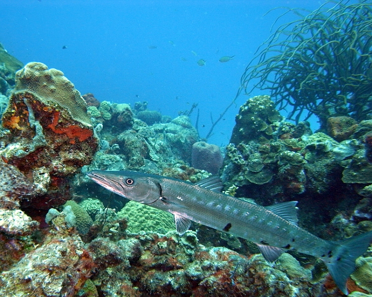 UWBN13-M0010178