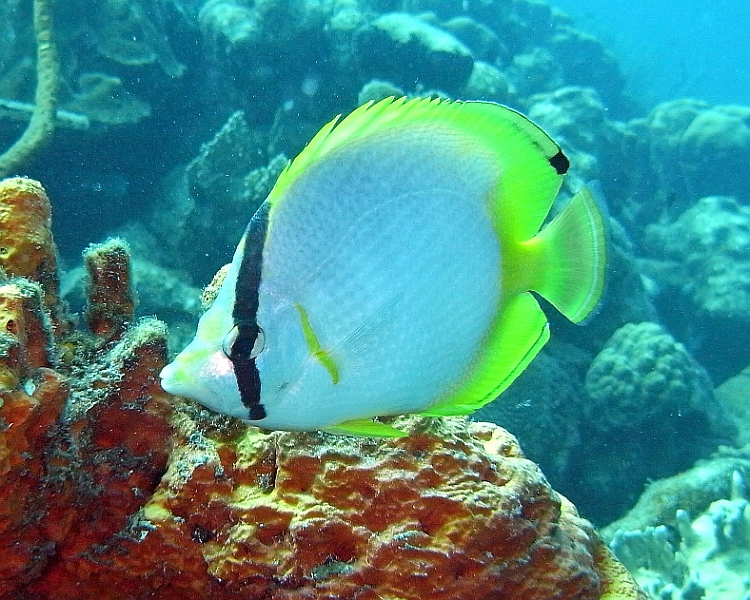 UWBN15-M0010935