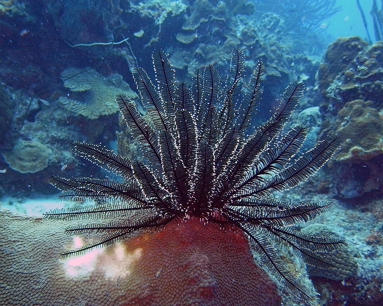 UWBN17-M0012111