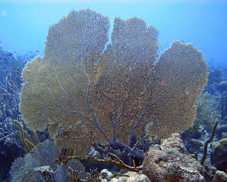 UWBN19-M0012481