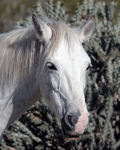 Whitey