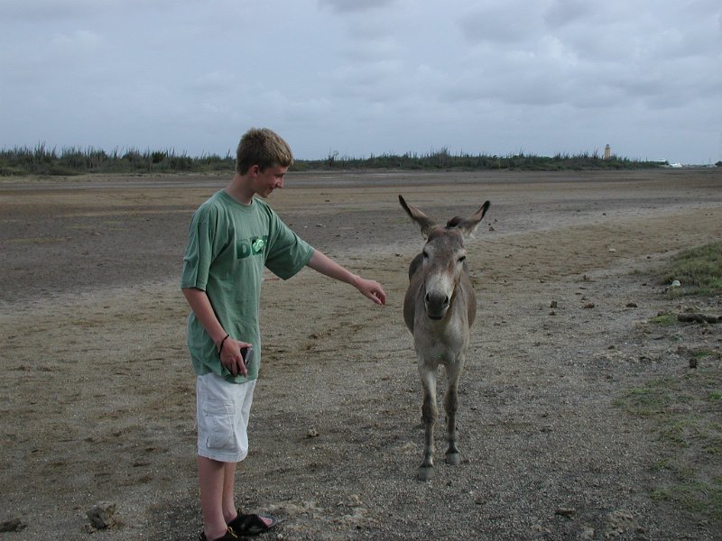 SC2001-sean donkey